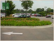 Morton Arboretum